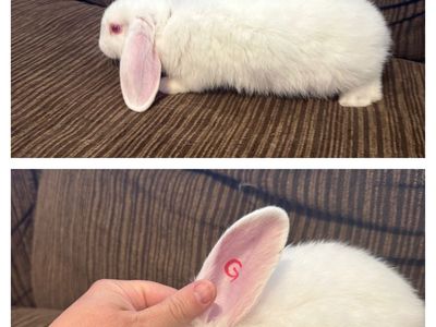 Live Mixed Breed Rabbits - 7 Weeks Old (5 Does, 7 Bucks)