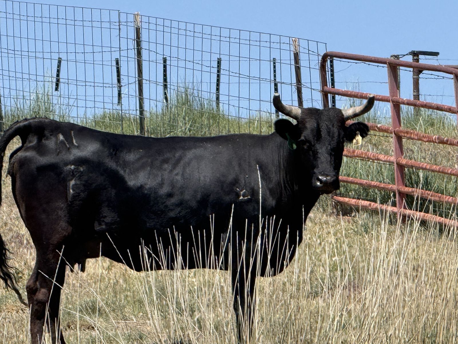 2 year old corriente cow calf pairs