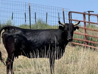 2 year old corriente cow calf pairs