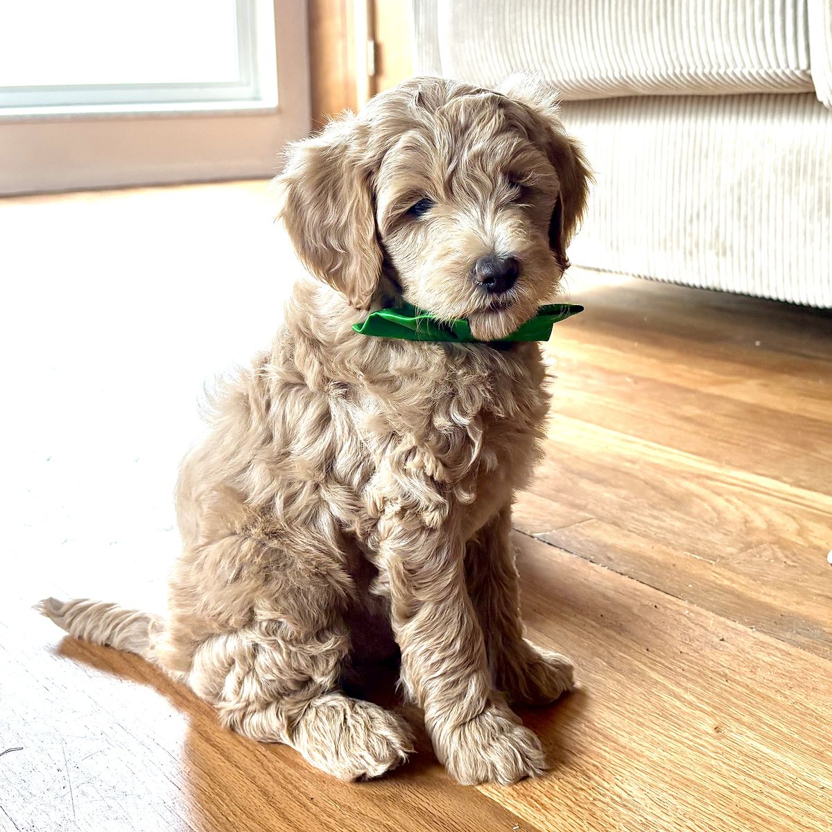 9 Week old Mini Bernedoodle pups and 8 week old mini Goldendoodle pups like cavapoo aussiepoo cockapoo poodle
