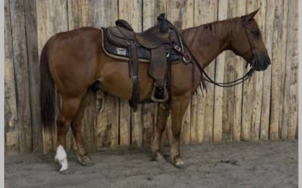 8 yr old sorrel gelding