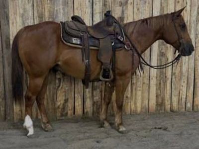 8 yr old sorrel gelding