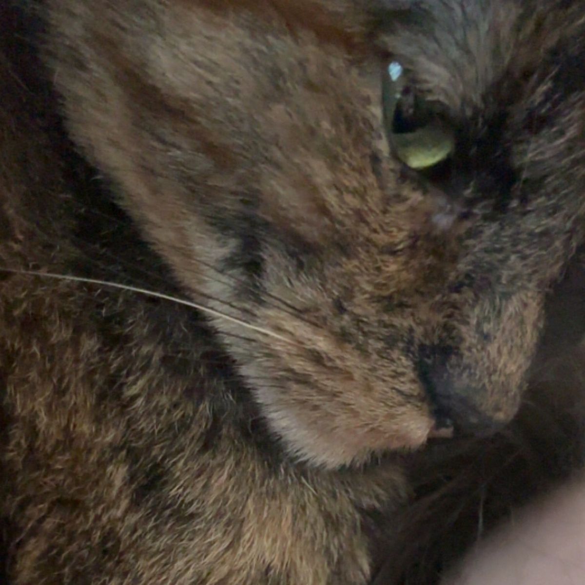 Rehoming my Sweet Cat!