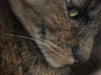 Rehoming my Sweet Cat!