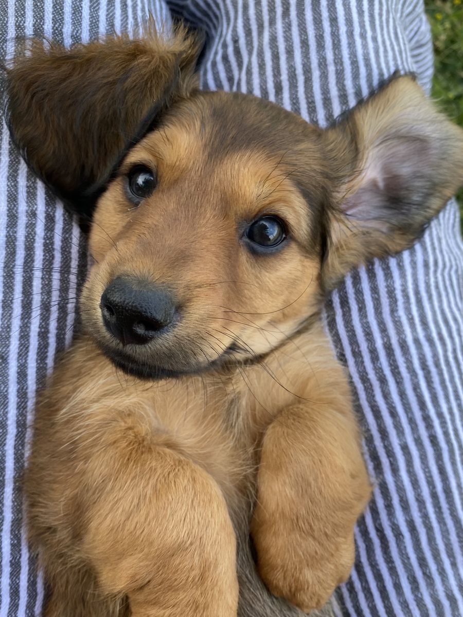 Purebred Miniature Dachshund-Male