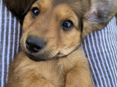 Purebred Miniature Dachshund-Male