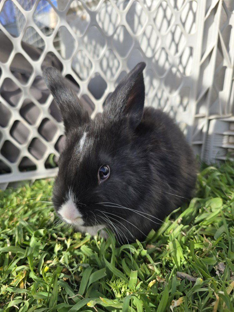 Holland Lop Mix (buck)