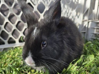 Holland Lop Mix (buck)