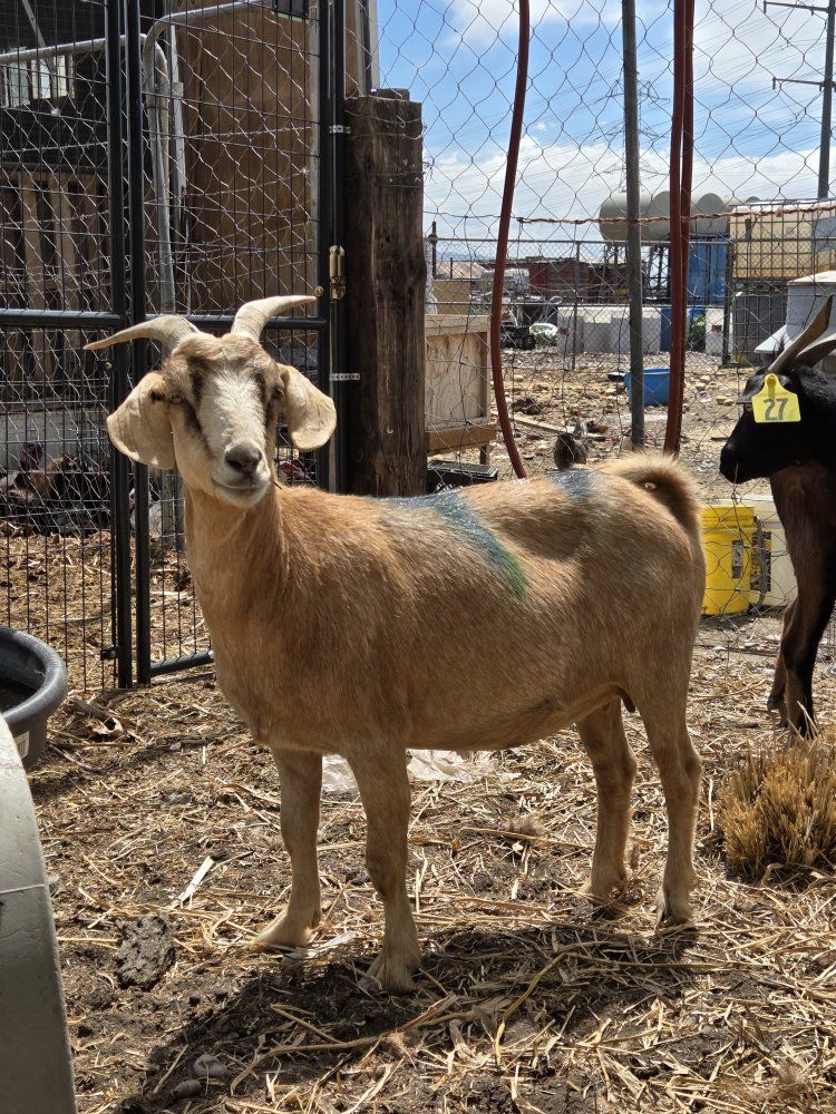 GOATS