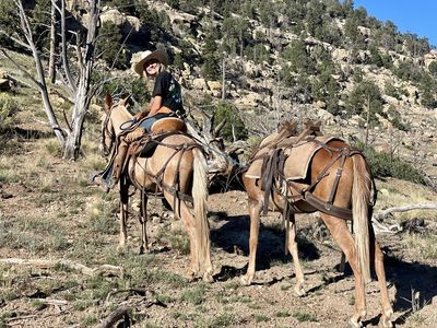 Gaited Mule