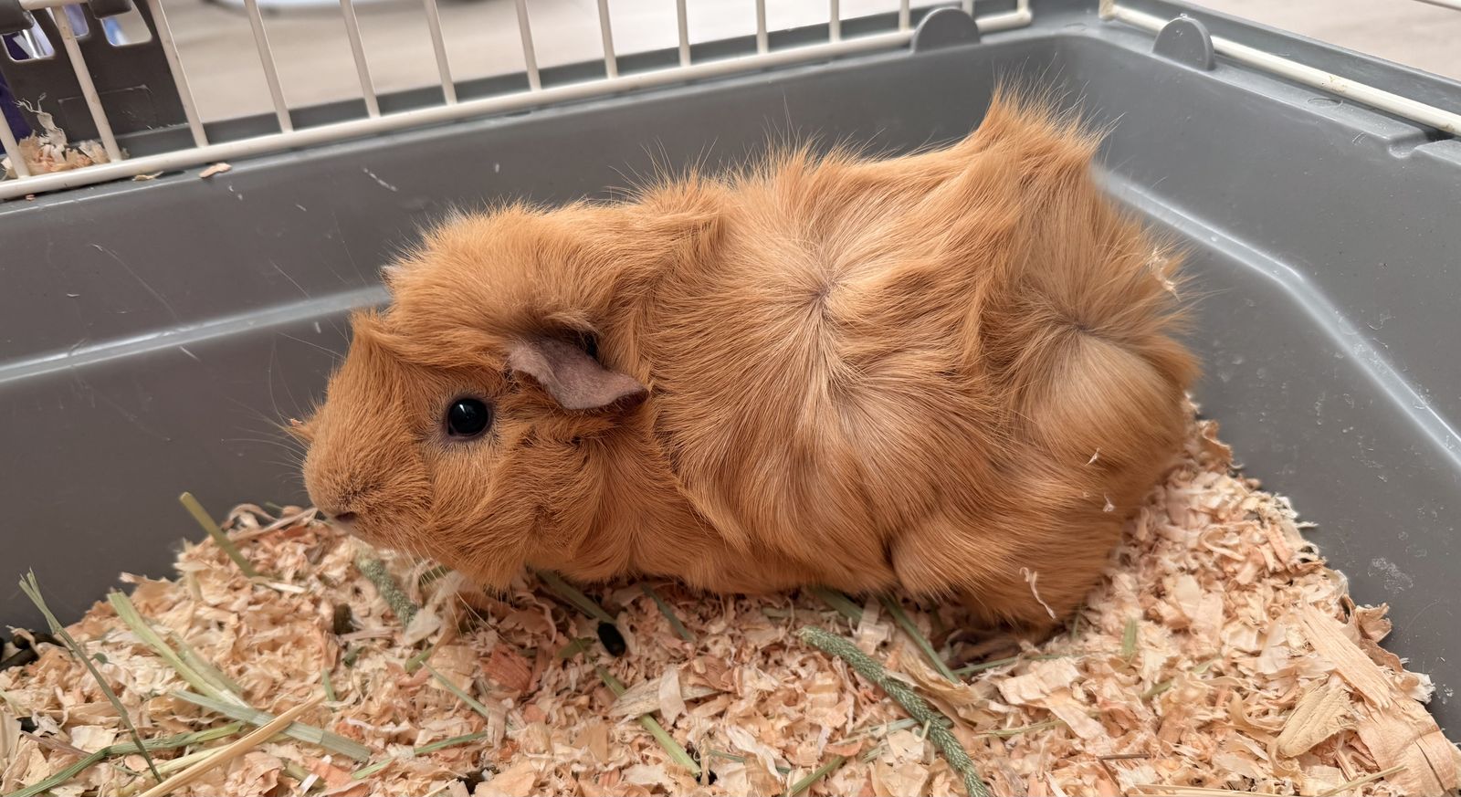 4 Month Old Female Guinea Pig