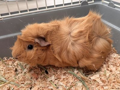 4 Month Old Female Guinea Pig