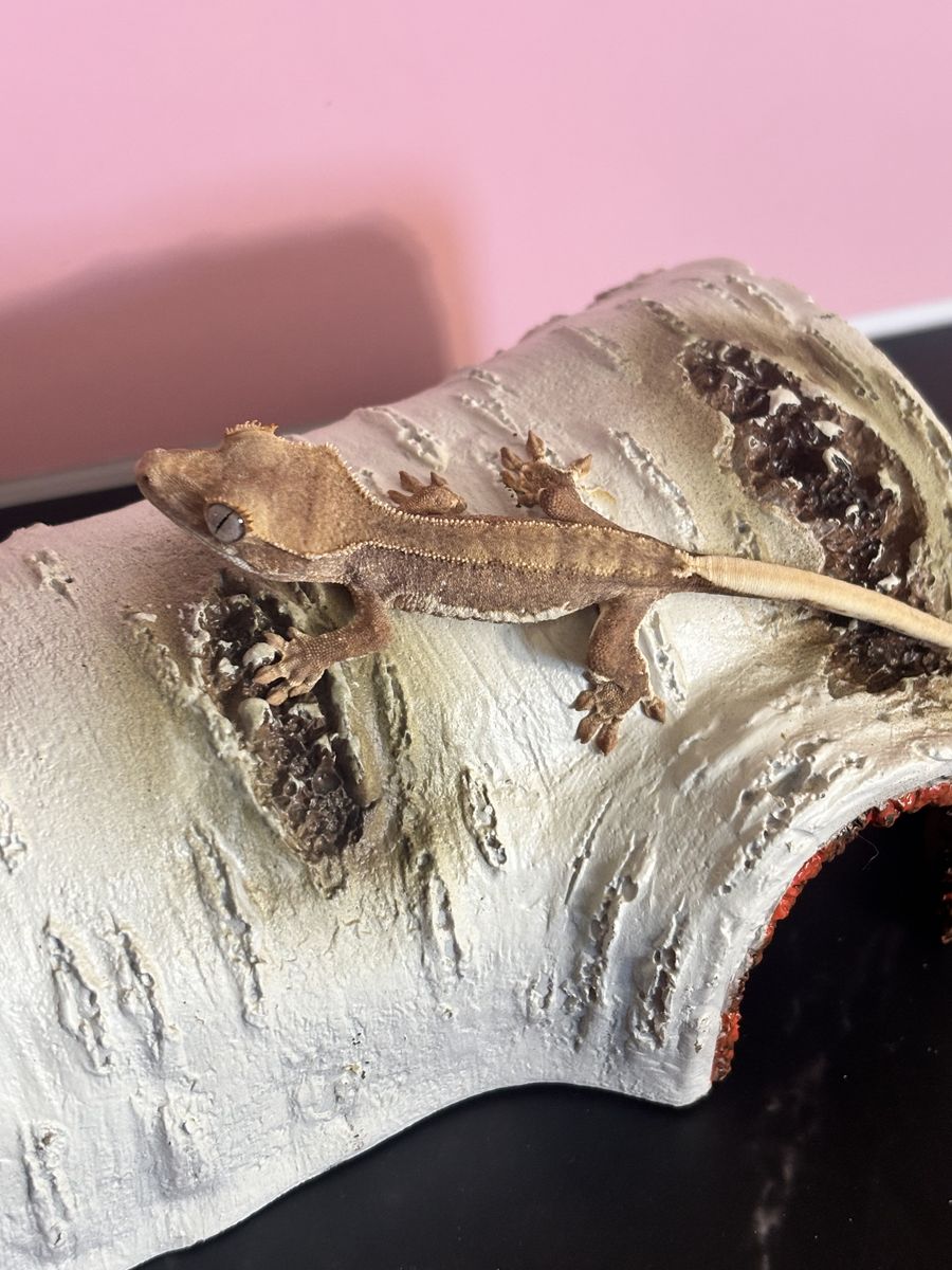 Baby red base  Lily white crested gecko