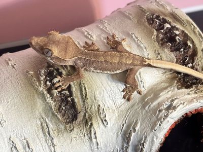 Baby red base Lily white crested gecko