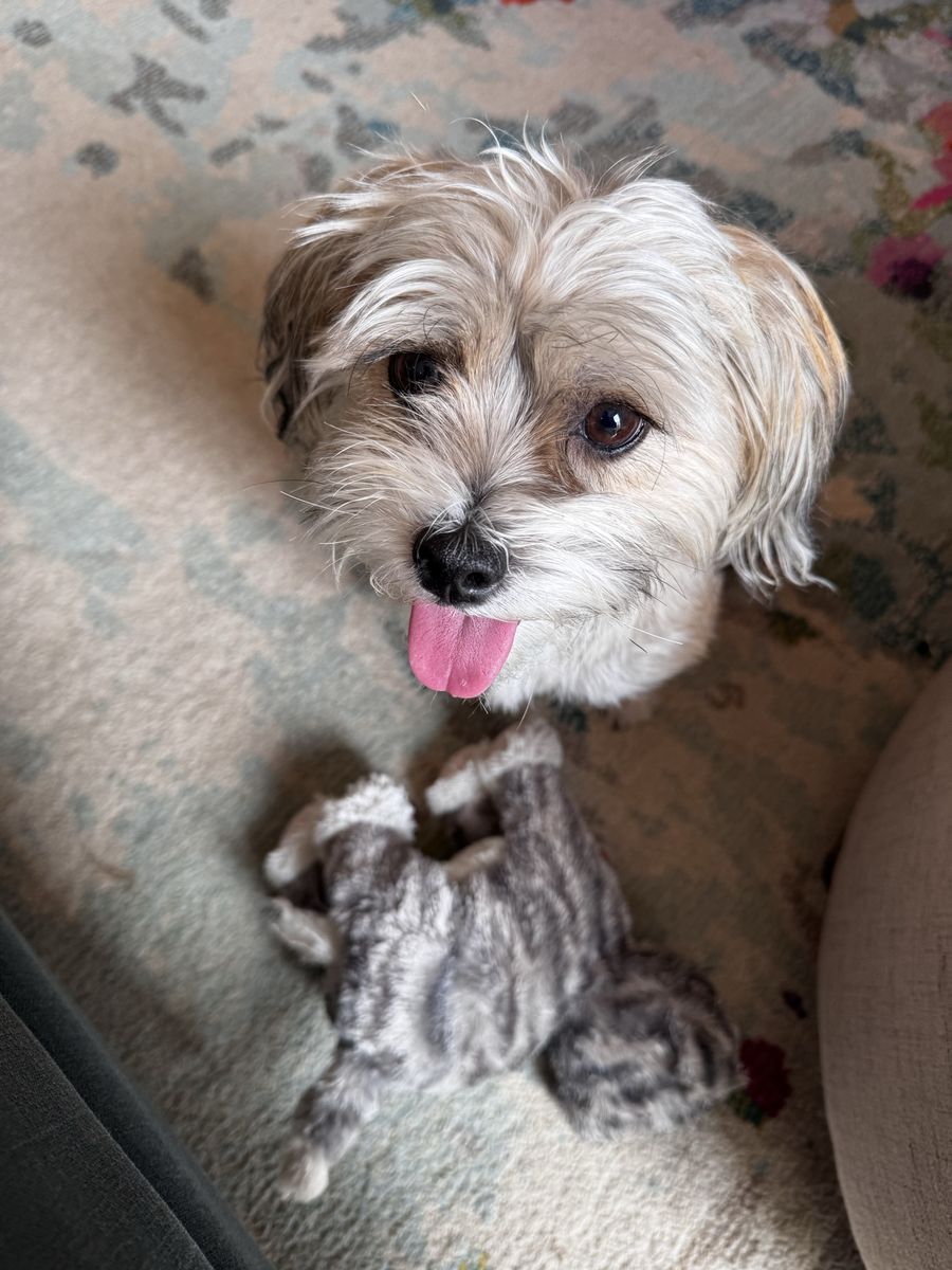 Sweet Shorkie