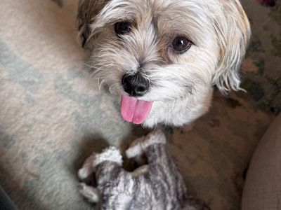 Sweet Shorkie