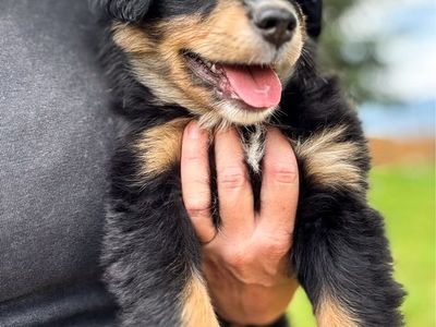 Mini Australian Shepherd / Mini Aussie