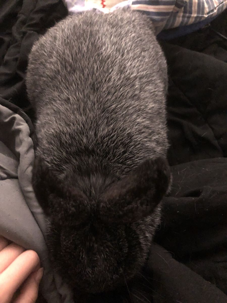 purebred silver fox doe