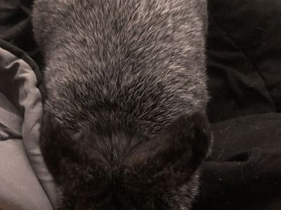 purebred silver fox doe