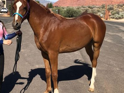 3 year old Arabian gelding