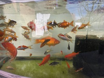 Utah Raised Pond Fish & Pond Lillies