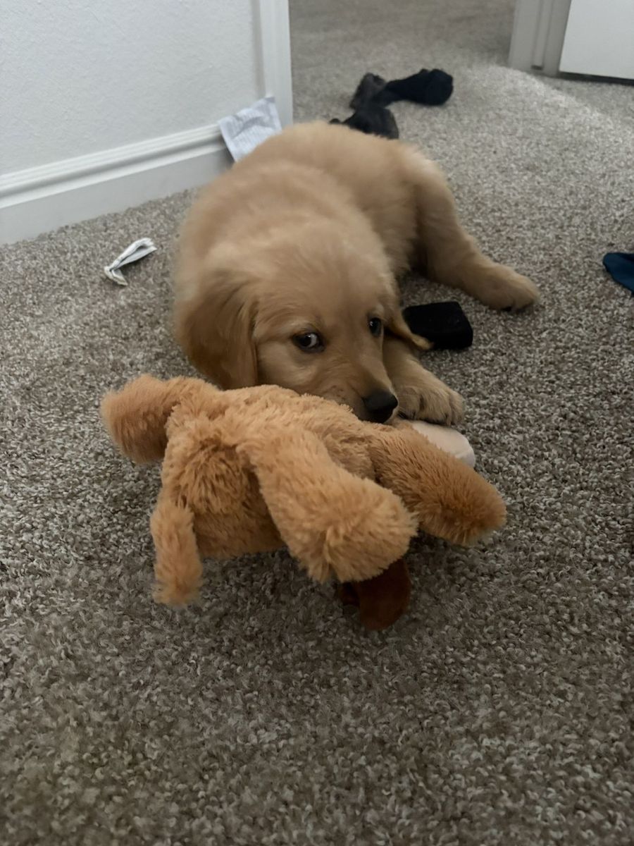 Golden retriever