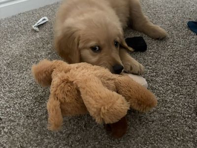 Golden retriever