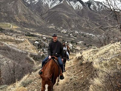 quarter horse gelding