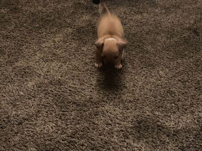 Chihuahua Puppies for Sale - Various Colors