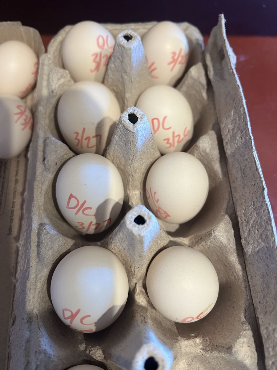 Porcelian, And Mille Fluer D'uccle Eggs