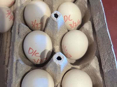 Porcelian, And Mille Fluer D'uccle Eggs