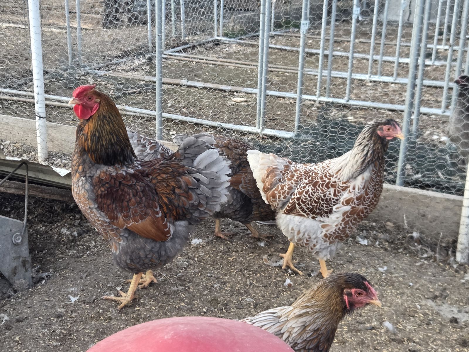 Blue Laced Red Wyondotte Chicks