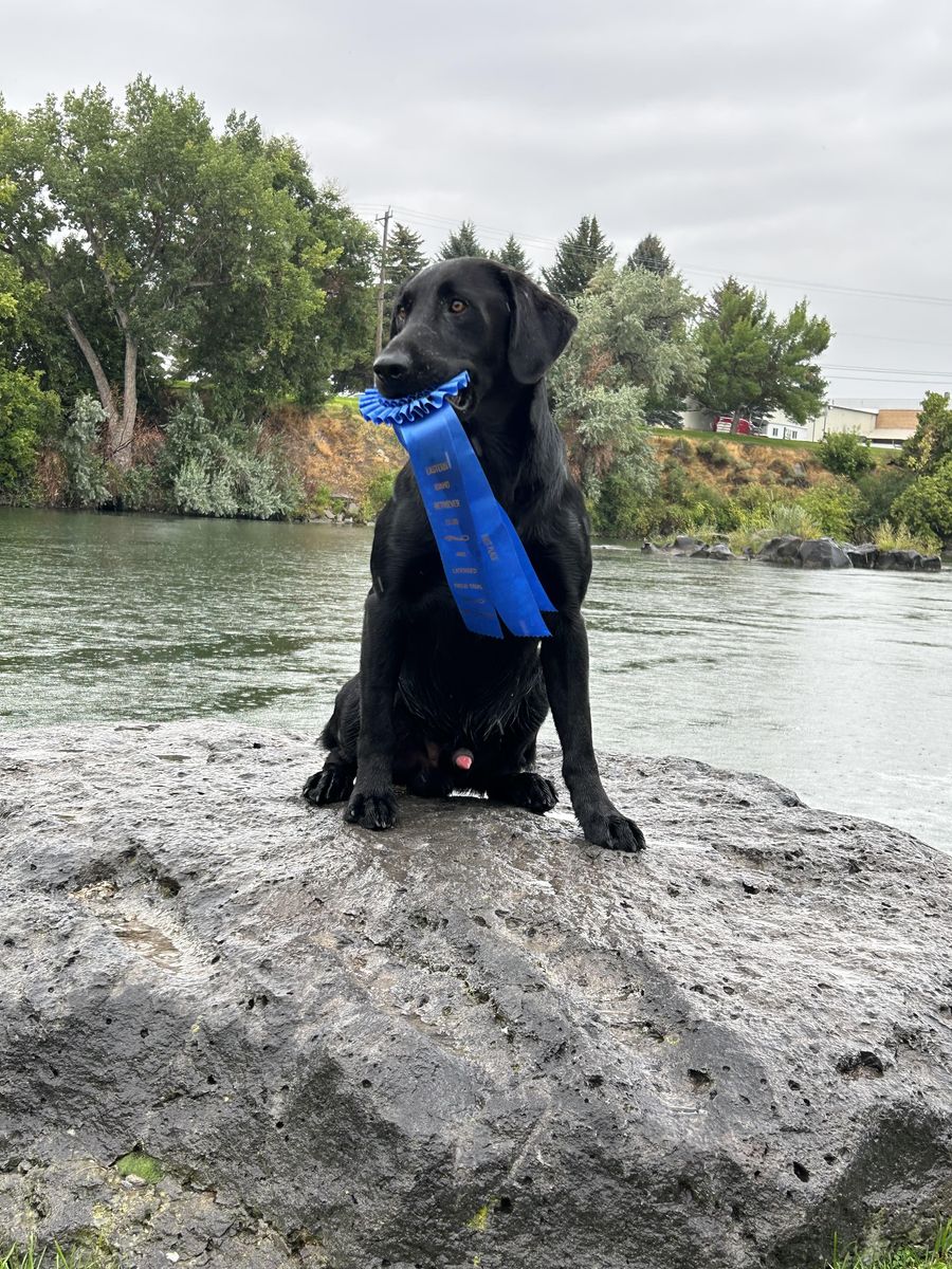 Titled Field Trial/Hunt Test Labrador Retriever Stud