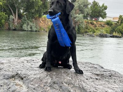 Titled Field Trial/Hunt Test Labrador Retriever Stud