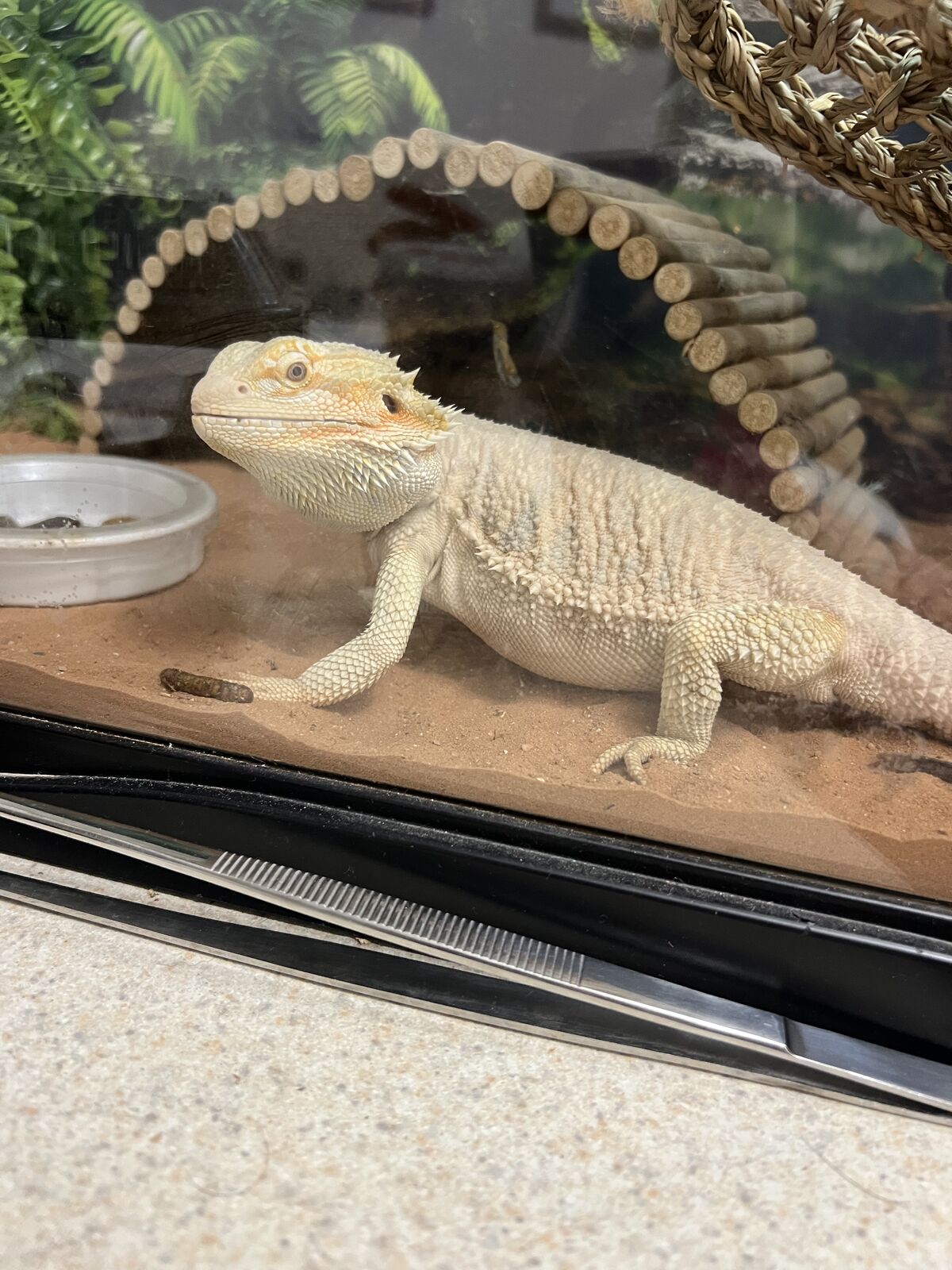 Bearded Dragon