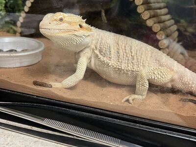 Bearded Dragon