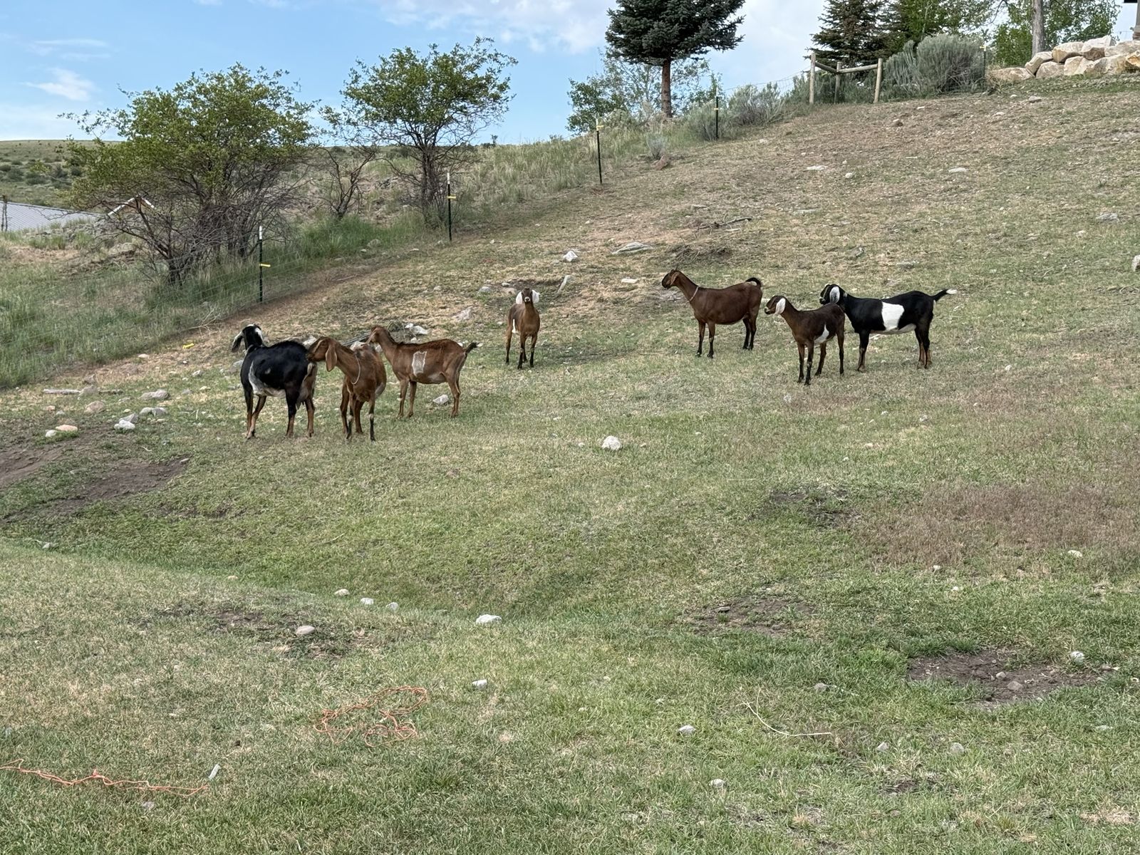 Nubian Goat Does