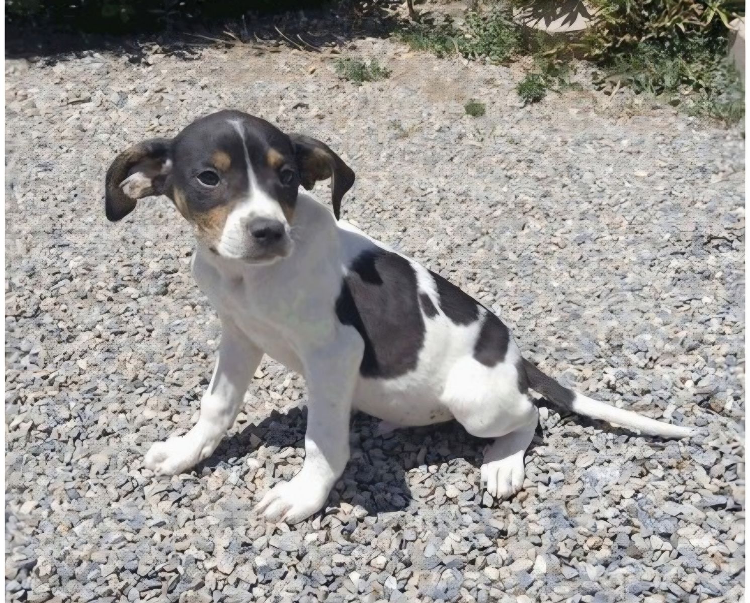 Polaris, 3 month hound,  cattle dog mix