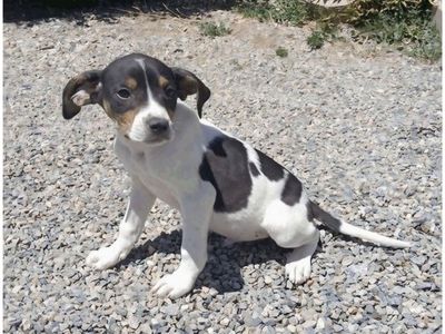 Polaris, 3 month hound, cattle dog mix