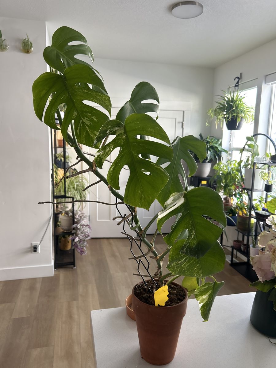 Monstera Albo