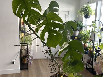 Monstera Albo
