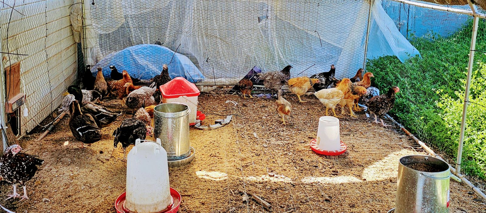 6mo old pullets: Buff Brahma, speckled Sussex,  crested cream legbar,sapphire gem,  laced red star, americana