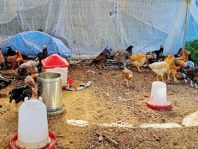 6mo old pullets: Buff Brahma, speckled Sussex, crested cream legbar,sapphire gem, laced red star, americana