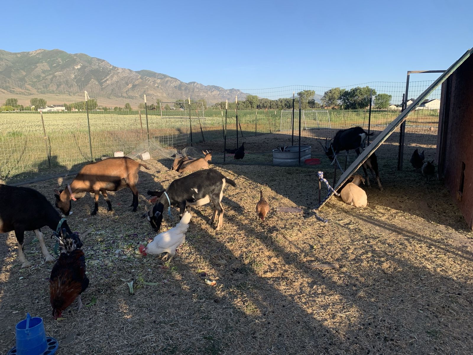 Goats