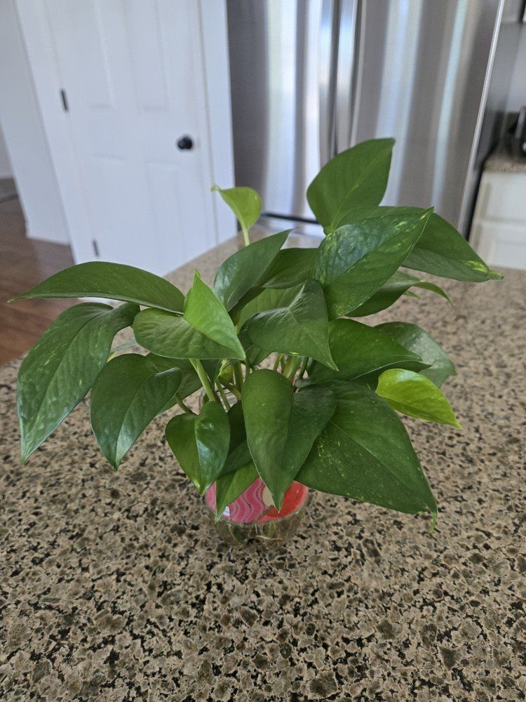 Emerald Green Pothos