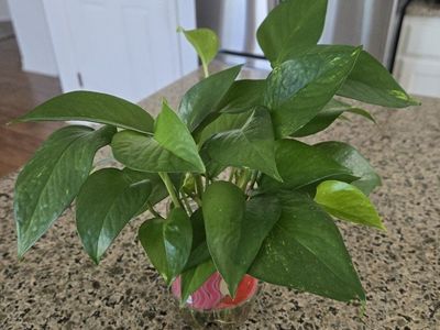 Emerald Green Pothos