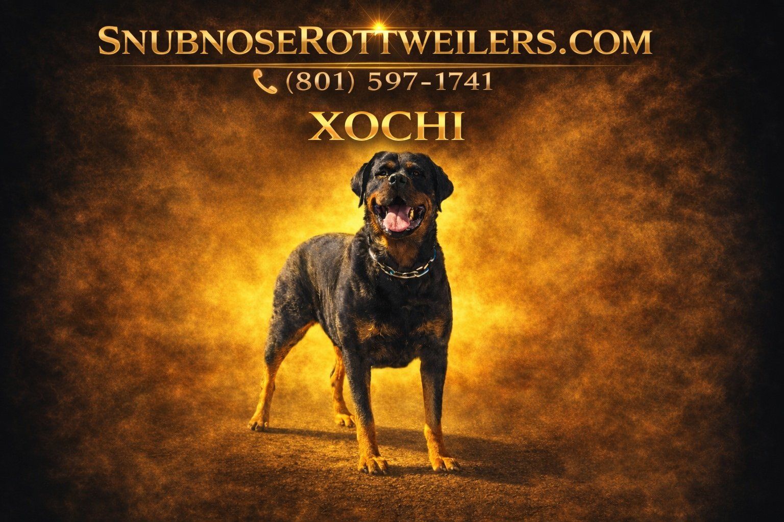 #1 Rated AKC German Rottweiler Puppies