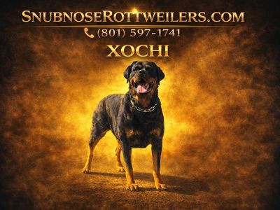 #1 Rated AKC German Rottweiler Puppies