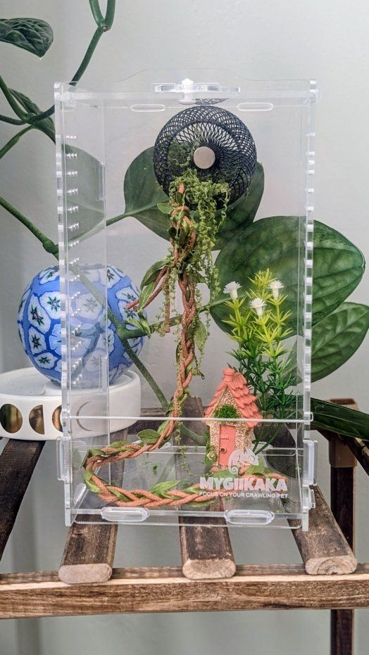 Jumping spider enclosure and accessories, No spider
