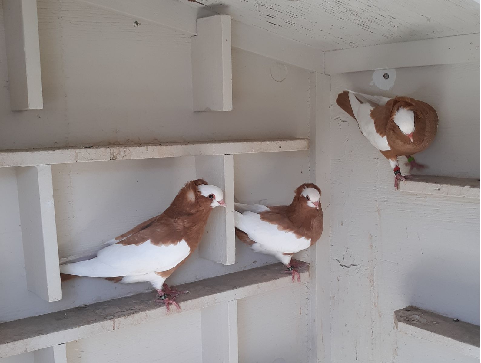 KORMORNER PIGEONS